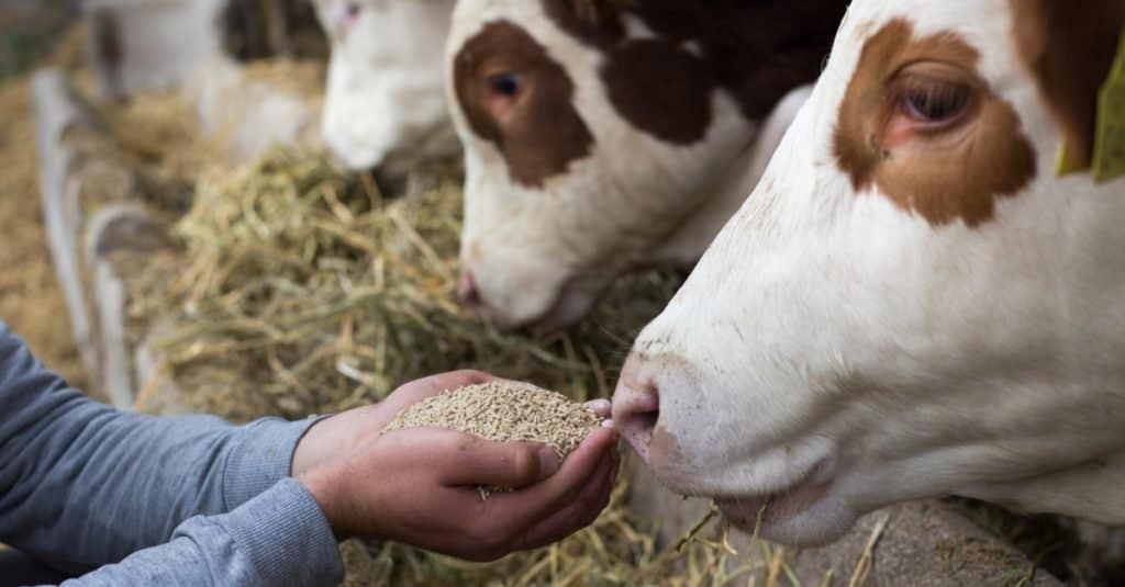 Lavori divertenti con gli animali: nutrizionista animale
