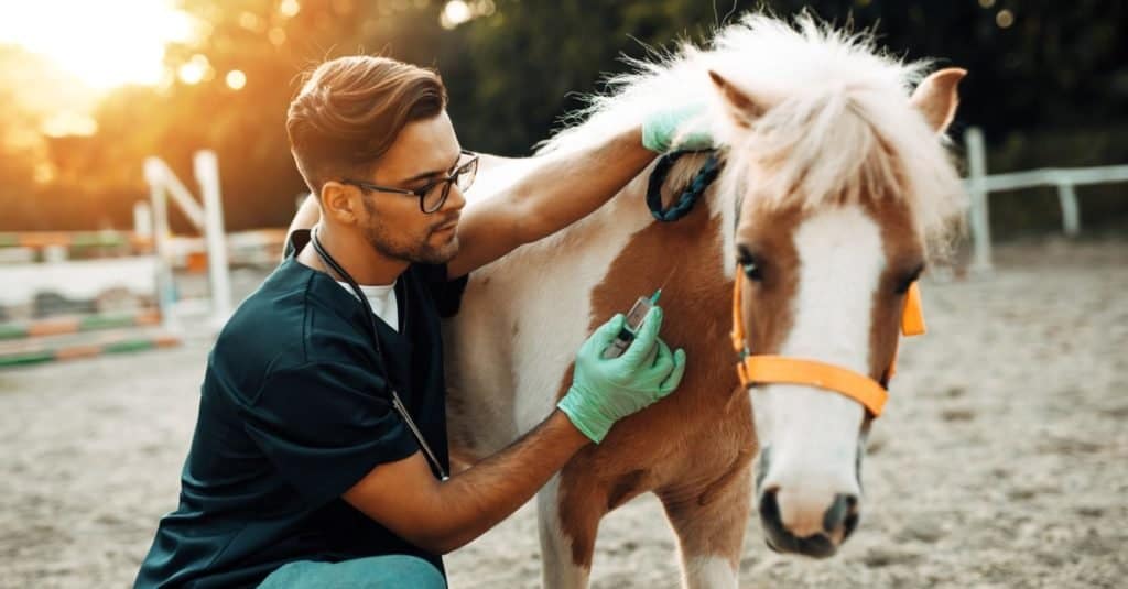Lavori divertenti con gli animali: veterinario