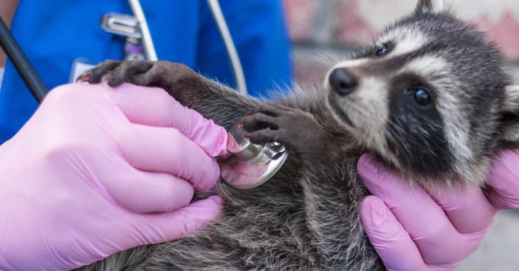 Lavori divertenti con gli animali: veterinario dello zoo