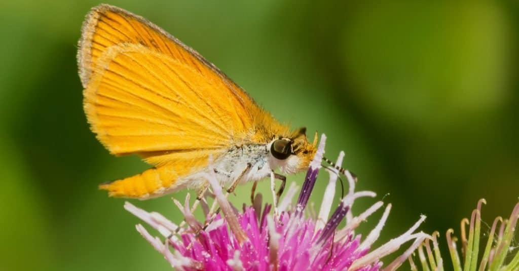 Farfalle più piccole: meno Skipper