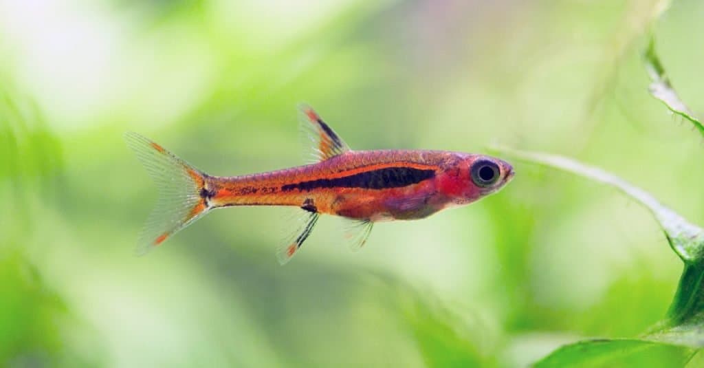 Il pesce più piccolo del mondo: Chili Rasbora