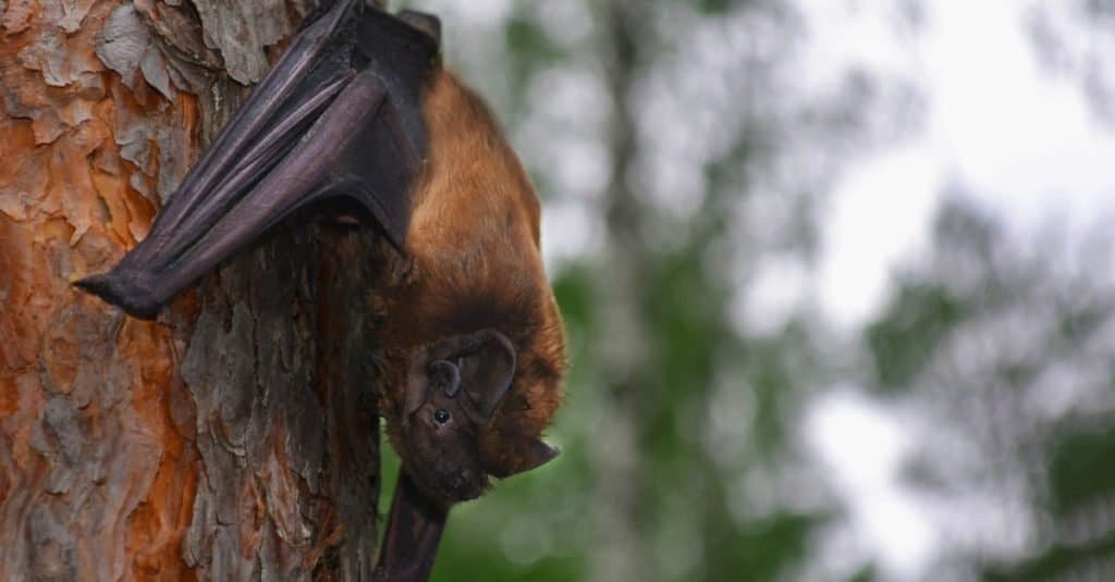 Pipistrelli più grandi: Nottola maggiore