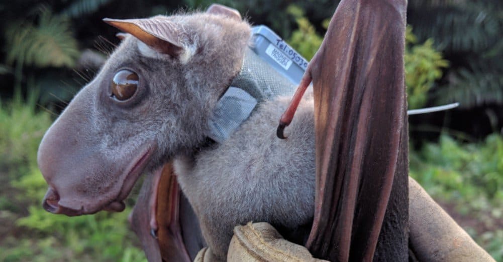 Pipistrelli più grandi: pipistrello dalla testa di martello