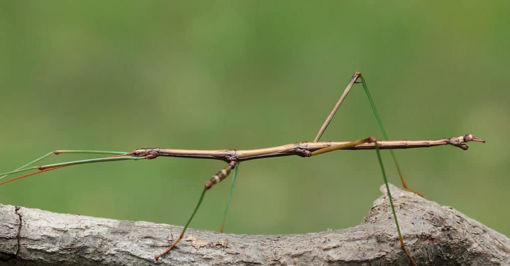 Insetti più grandi - Insetti stecco