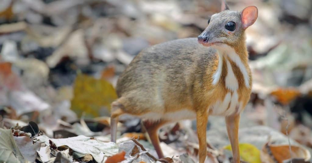 Animali più teneri: Chevrotain