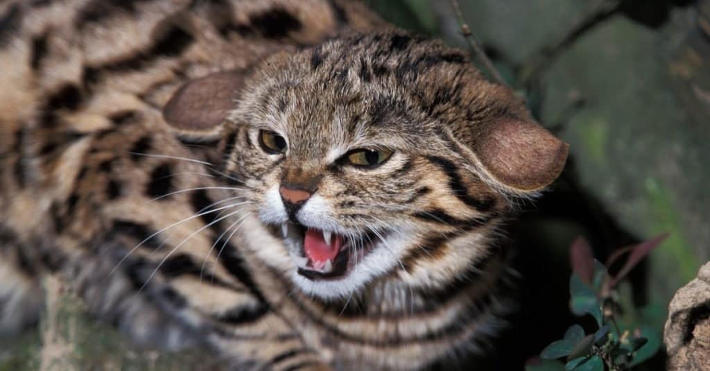 Animali più carini: gatto dai piedi neri