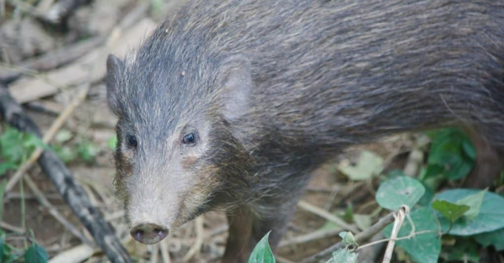 Animali più piccoli: maiali selvatici