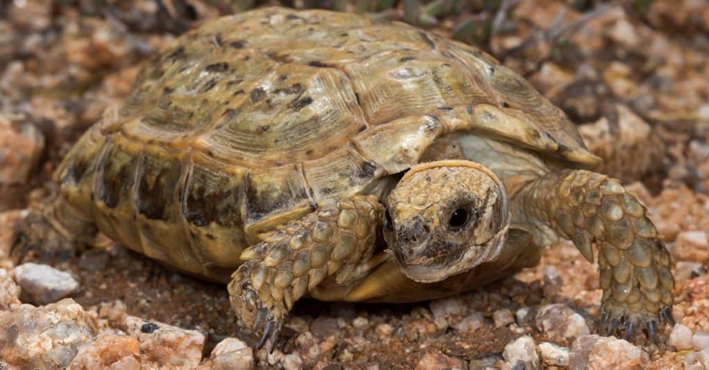 Animali più piccoli: Tartaruga