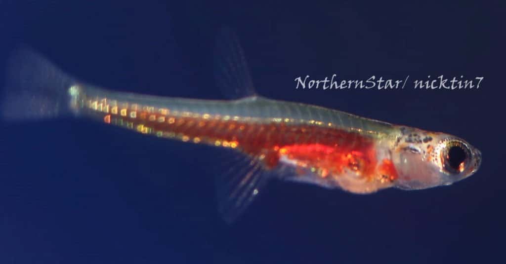 Animali più piccoli: pesce