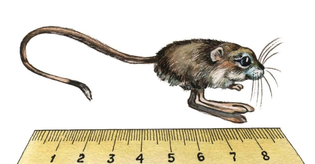 Animali più piccoli: roditori