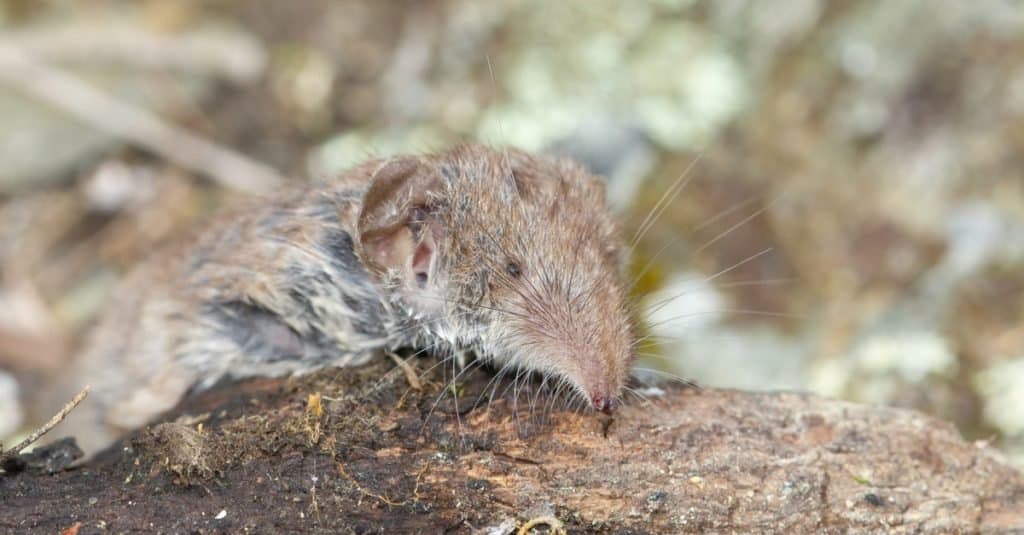 Animali più piccoli: toporagni