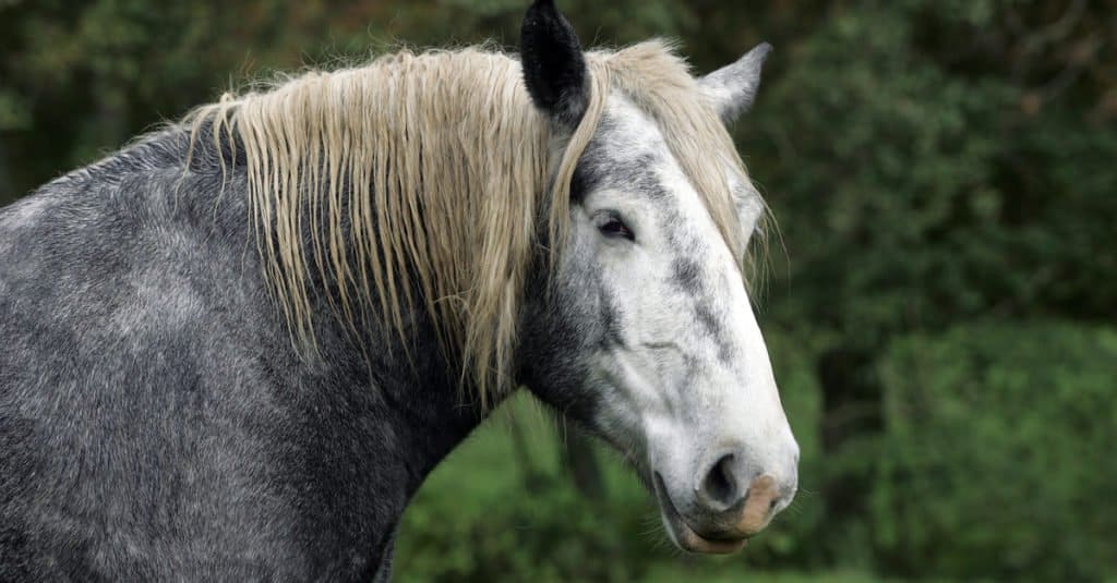 Cavalli più grandi: Percheron