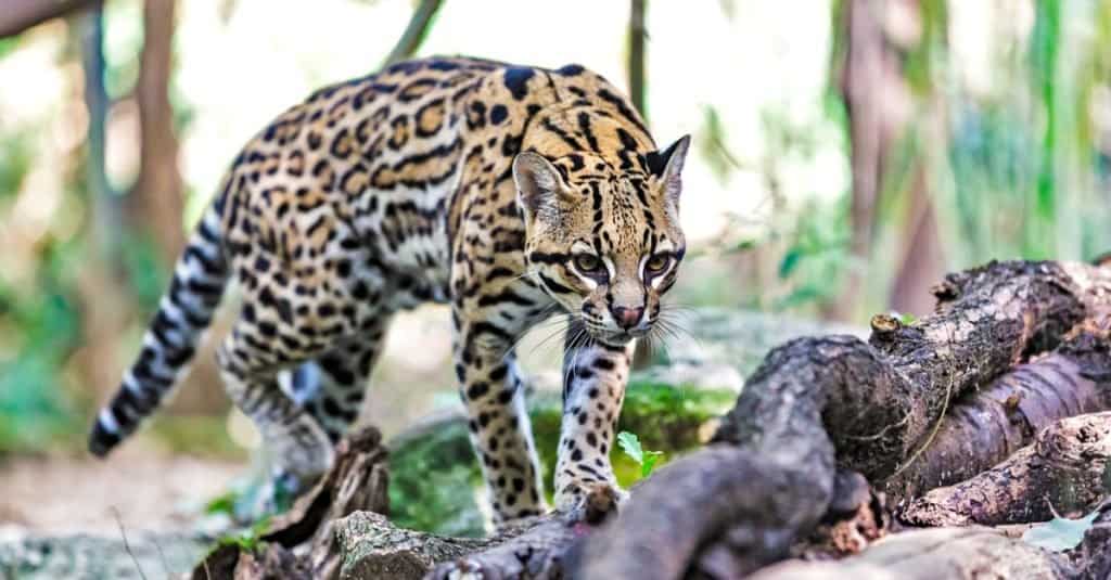 I gatti più piccoli: Margay