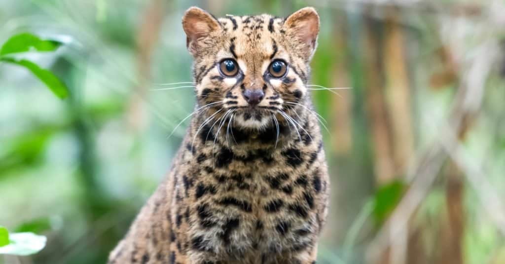 Gatti più piccoli_ Gatto marmorizzato del Borneo