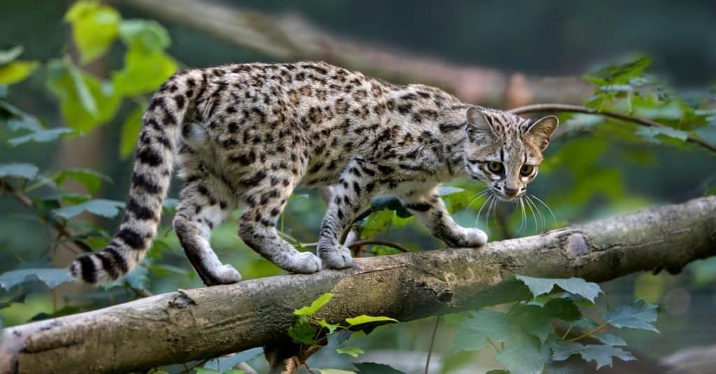 I gatti più piccoli: Oncilla