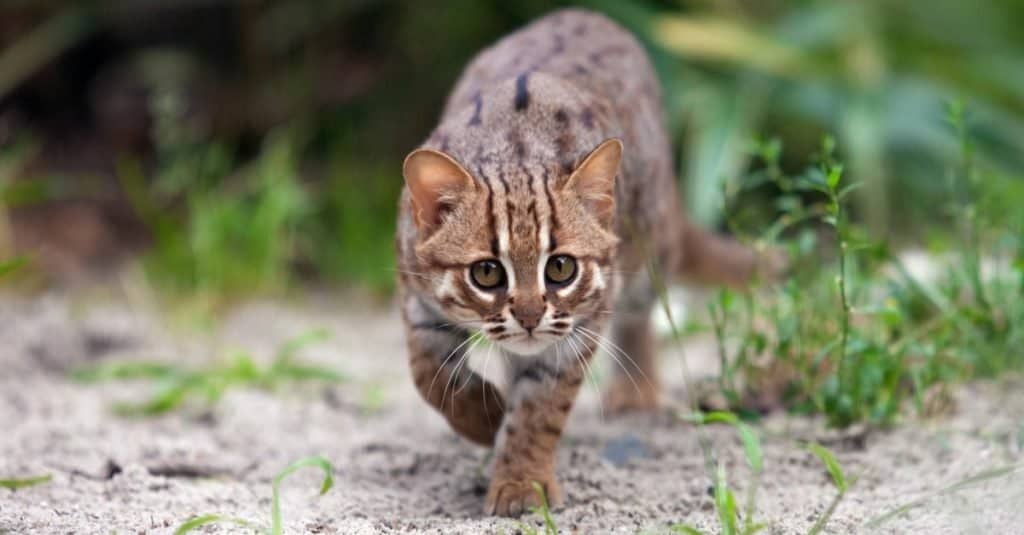 Gatti più piccoli: gatto macchiato di ruggine