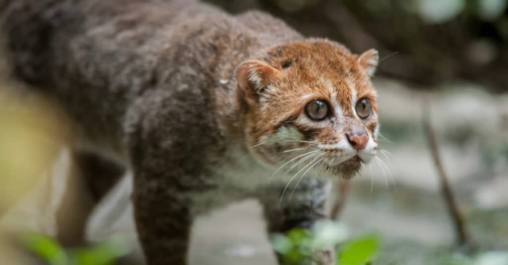 Gatti più piccoli: Gatto dalla testa piatta