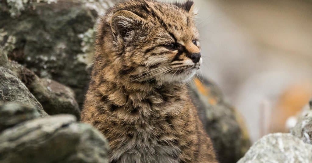 Gatti più piccoli: Guinea o Kodkod