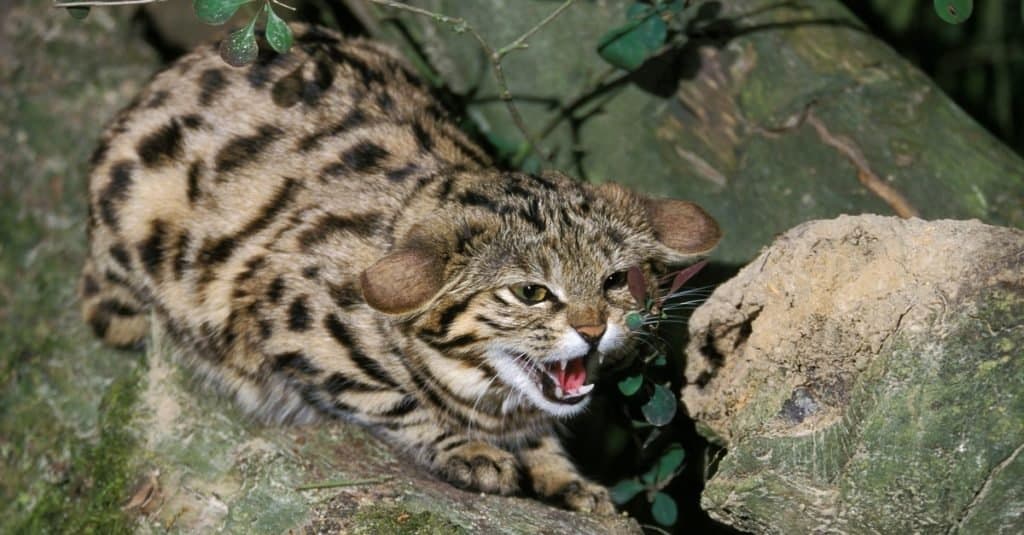 Gatti più piccoli: gatto dai piedi neri
