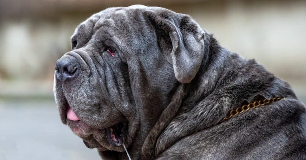 Razze di cani più grandi: mastino napoletano