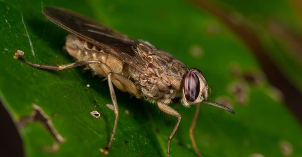 Animali più strani Mosca Tse-tse