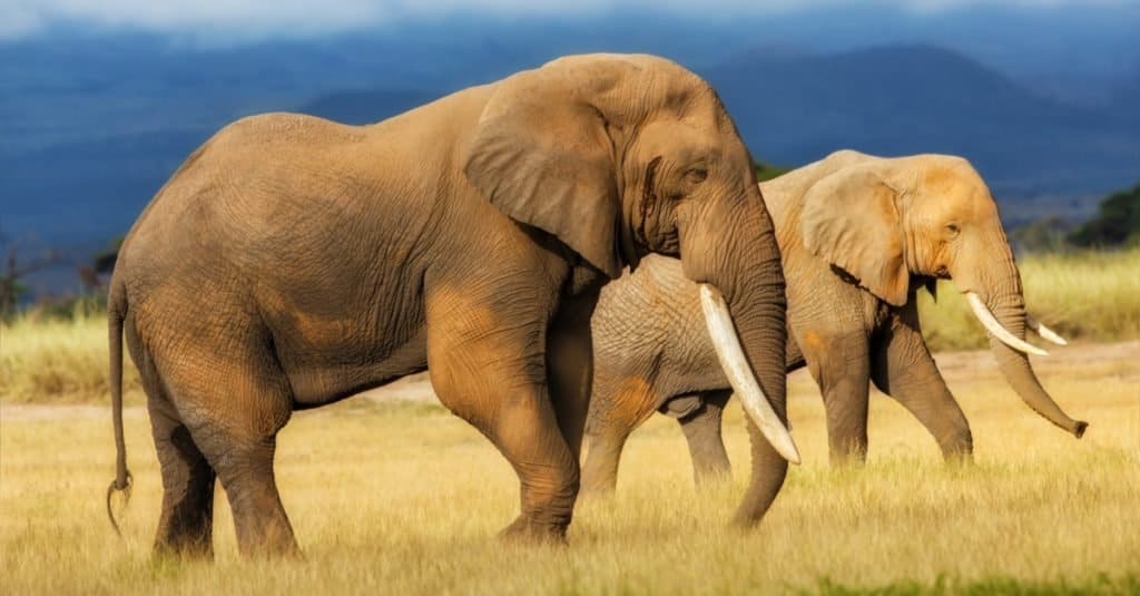 Il più grande animale che abbia mai camminato sulla terra: l'elefante