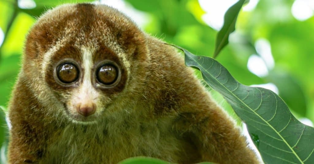 Gli animali più stupidi del mondo: Slow Loris