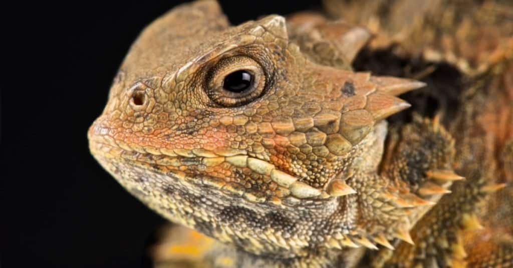 Gli animali più stupidi del mondo: la lucertola cornuta