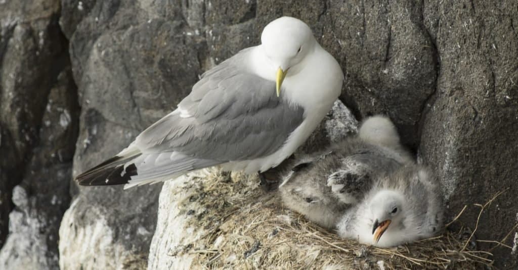 Gli animali più stupidi del mondo: Fulmar settentrionale