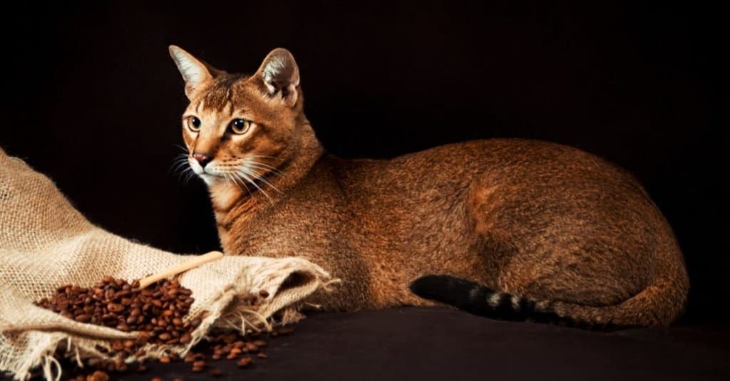 Animali domestici illegali da possedere negli Stati Uniti: Chausies