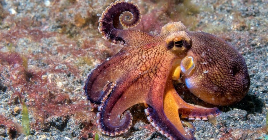 Gli animali più intelligenti: i polpi