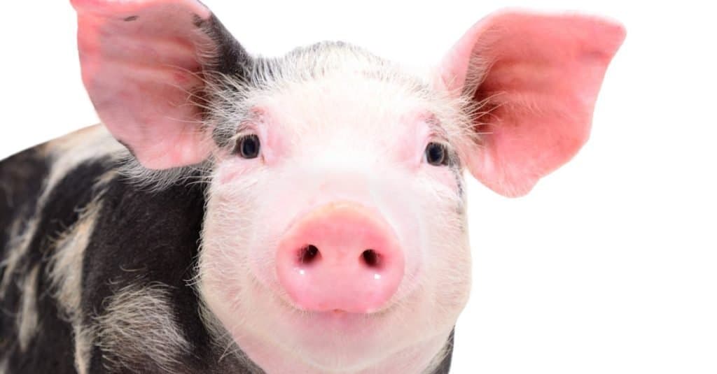Gli animali più intelligenti: i maiali