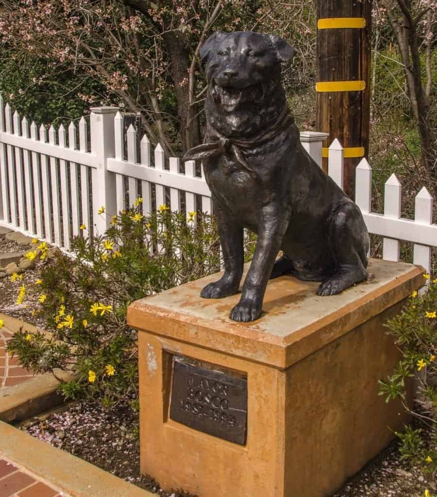 Animali Eletto alla carica: Sindaco Bosco il Cane