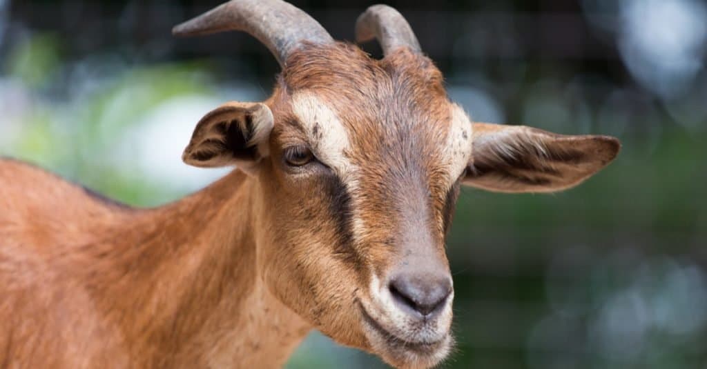 Animali eletti alla carica: Lincoln la capra