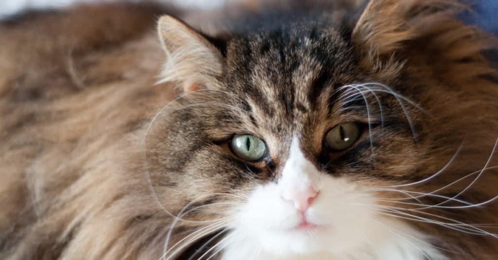 Animali eletti alla carica: Sweet Tart il gatto