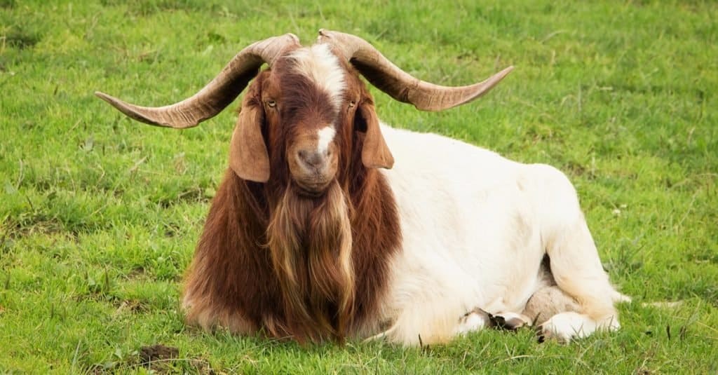 Animali eletti alla carica: Clay Henry IV the Goat