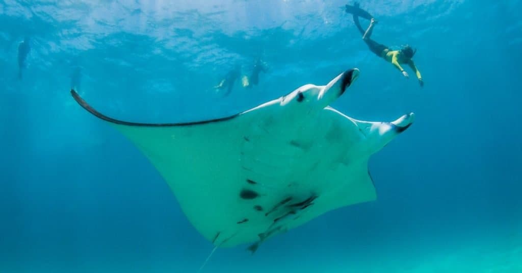 Il pesce più grande del mondo: la manta gigante oceanica