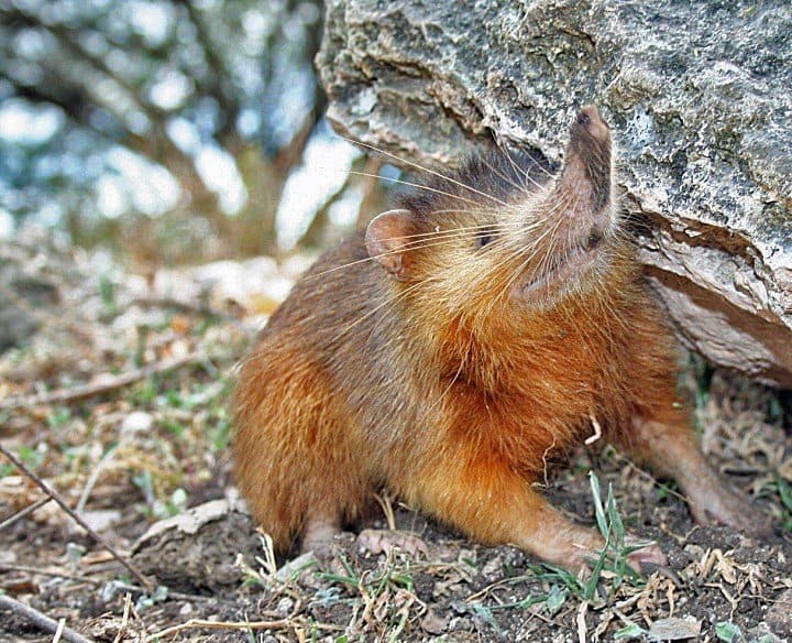 Un solenodonte ispaniolano nascosto vicino a una roccia sul terreno.