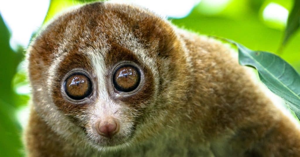 Un loris lento vicino a foglie verdi.