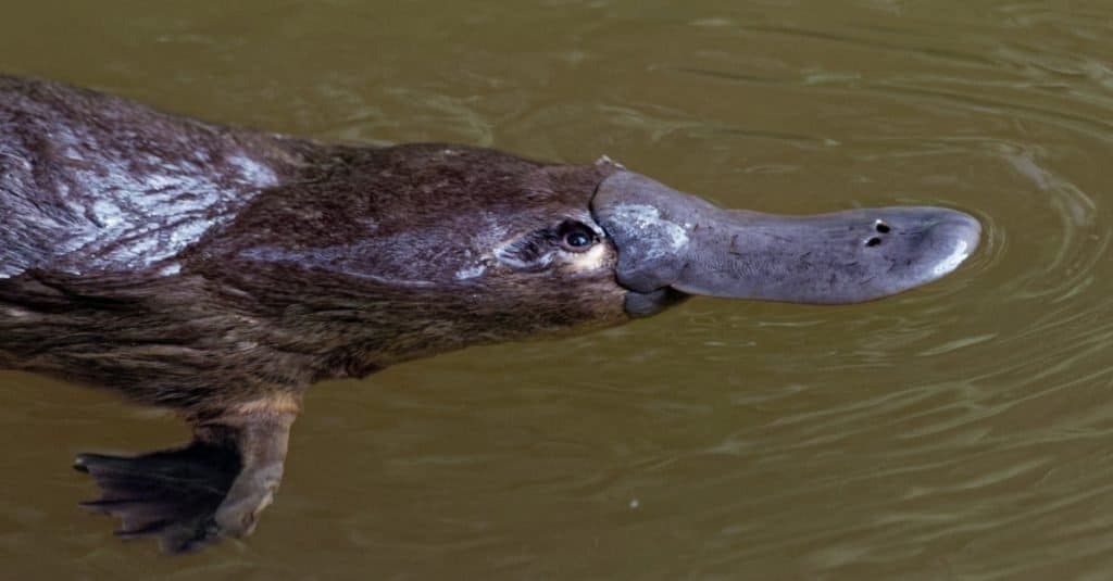 Un ornitorinco che nuota in uno specchio d'acqua.