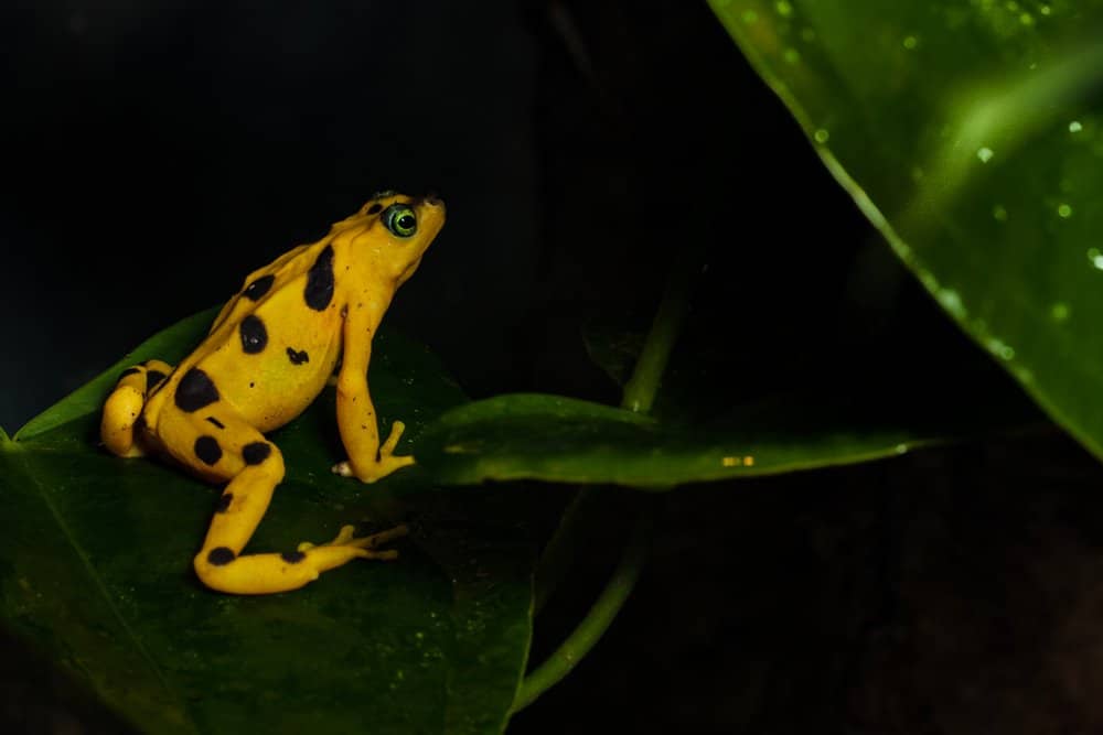 Una rana dorata panamense appollaiata su una foglia larga.