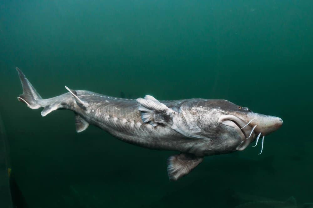 La parte inferiore di uno storione beluga che nuota sott'acqua.