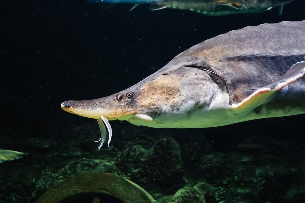 La testa di uno storione beluga che nuota vicino ad altri pesci.