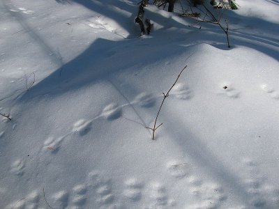 Topo Cervo