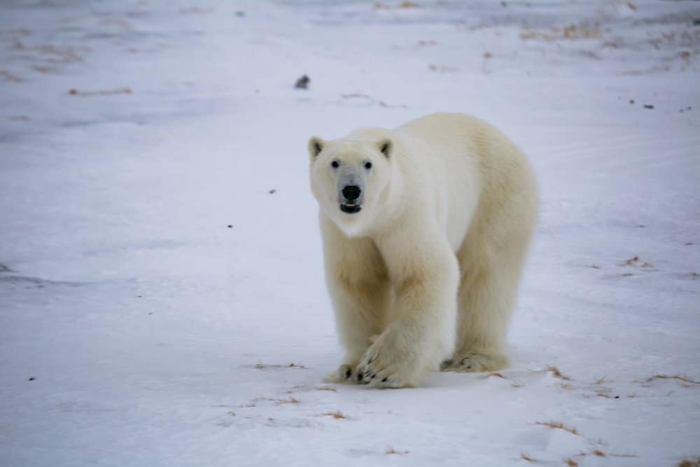 Un orso polare che cammina attraverso un paesaggio innevato.