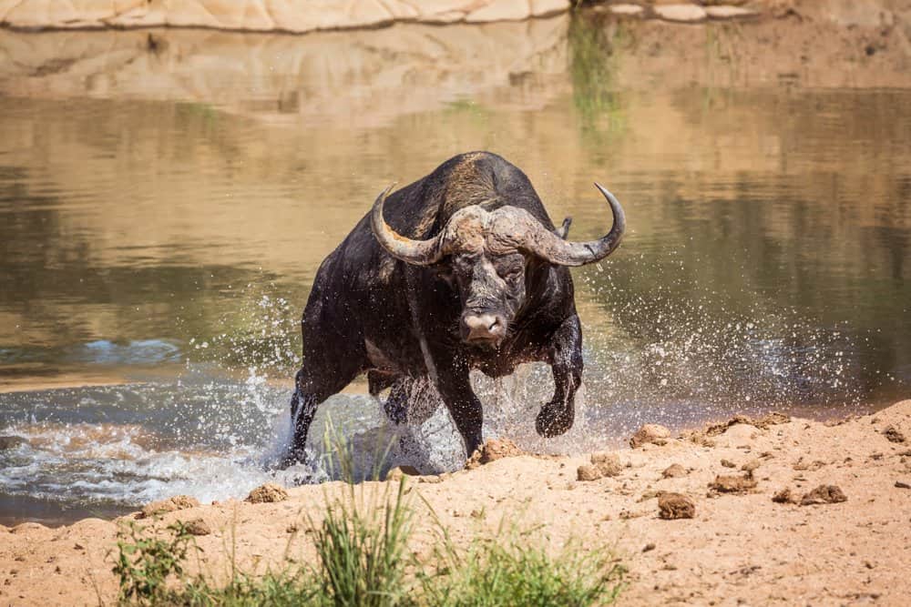 Un bufalo che esce da uno specchio d'acqua.