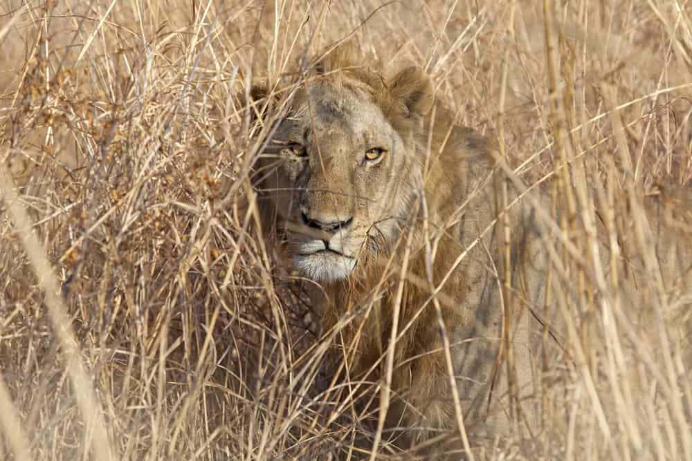 Un leone accovacciato nell'erba alta.
