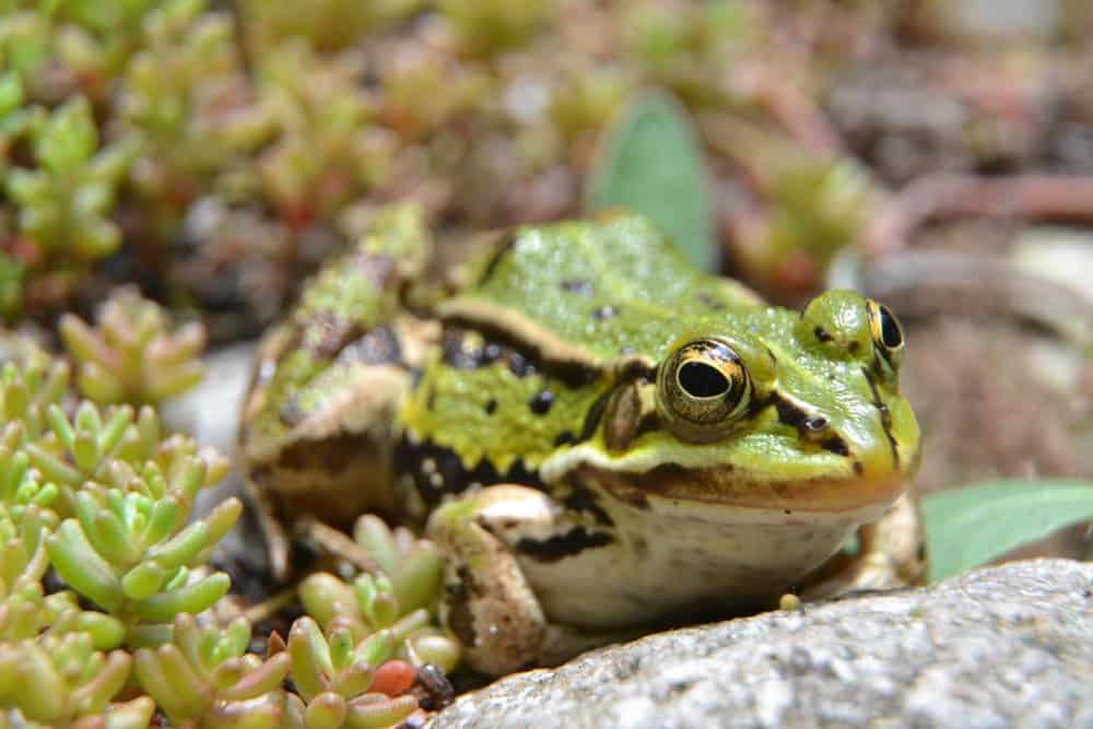 Una rana da piscina seduta sul bordo di uno stagno circondato dalla vegetazione.