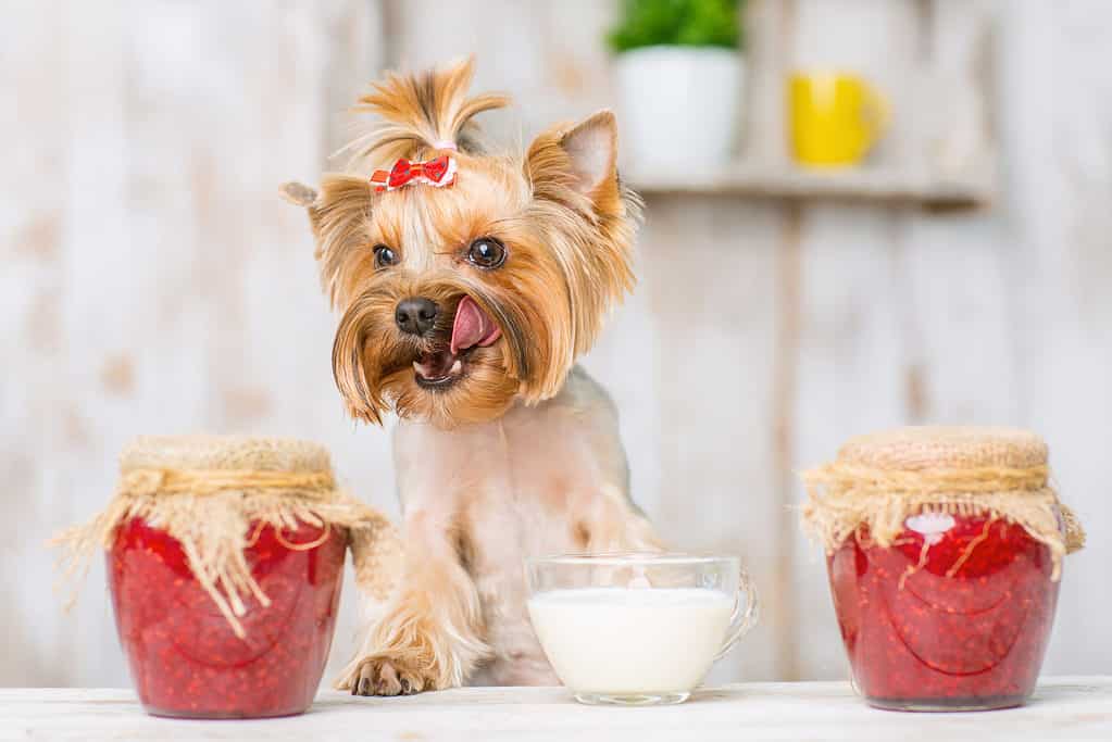 La marmellata è come la gelatina e non va bene per i cani