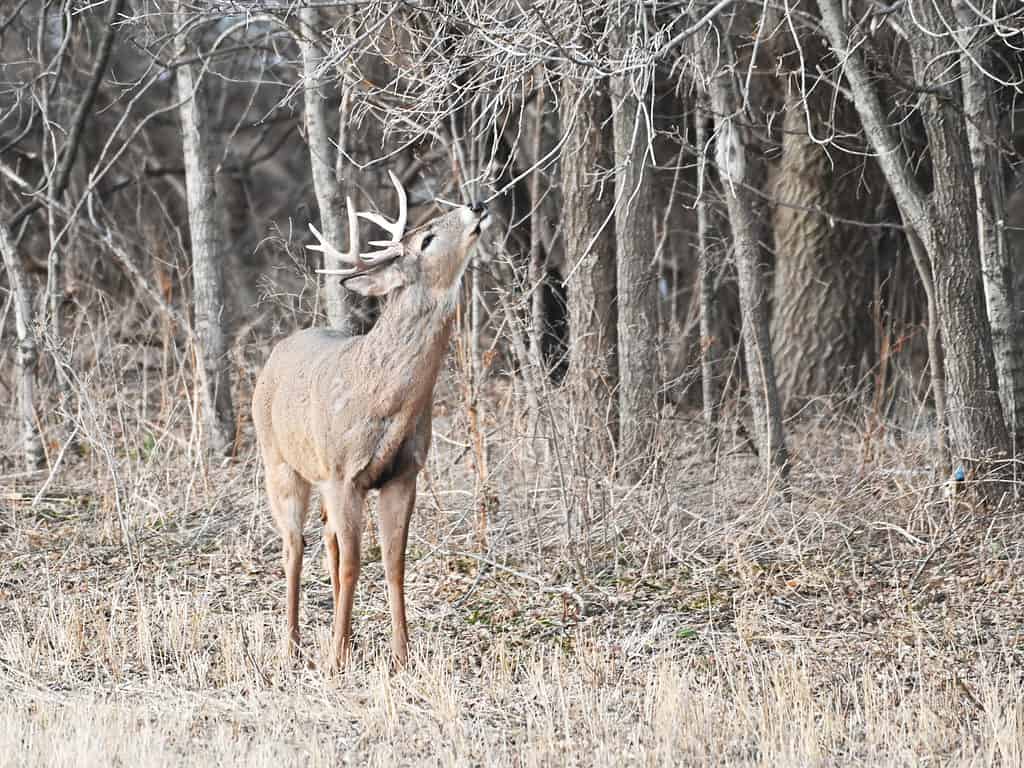 Cervo dalla coda bianca che raggiunge per mangiare il ramo di un albero